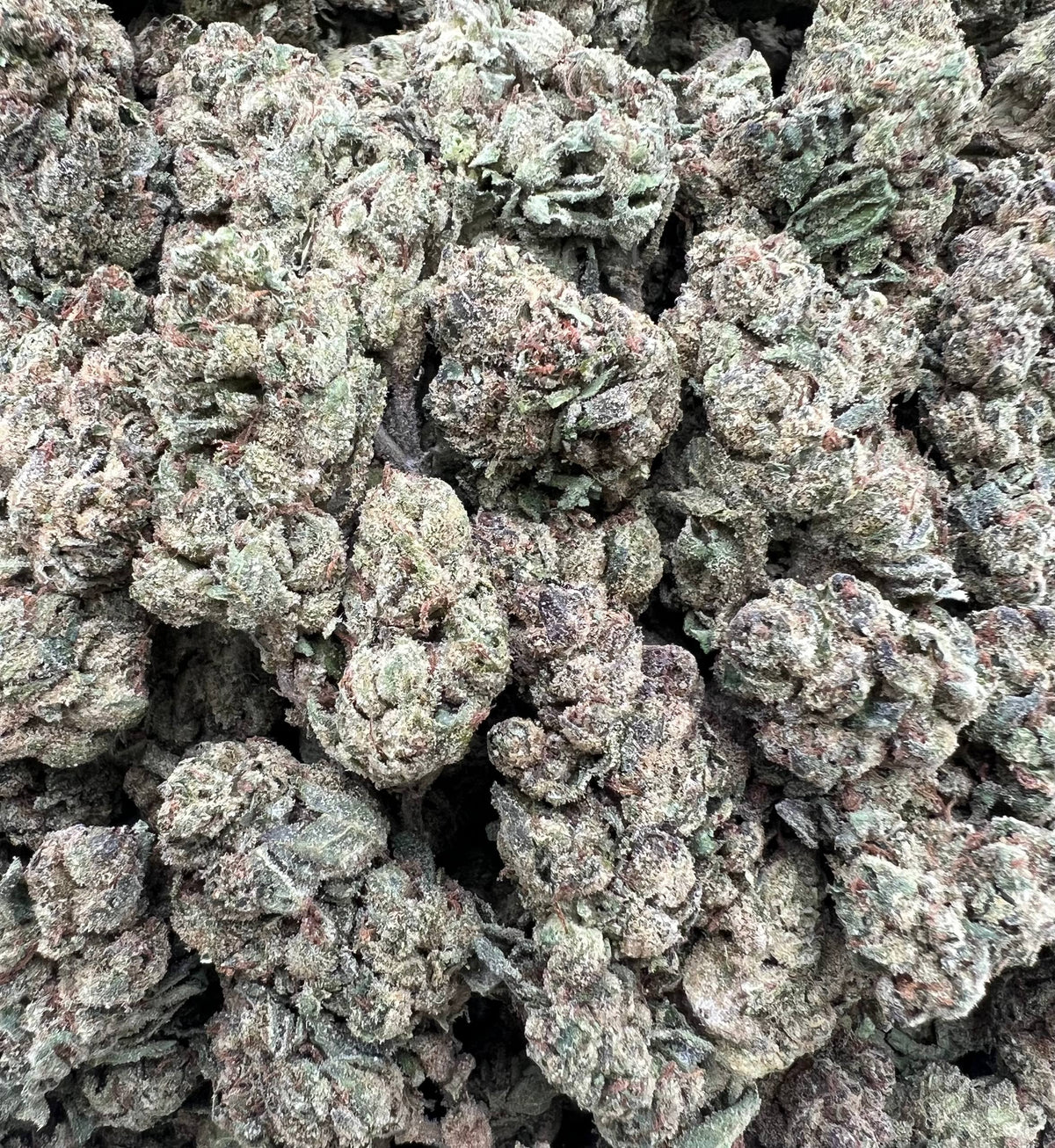 XENO CANDIES [475]