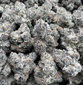 BLACK DAHLIA [1500]