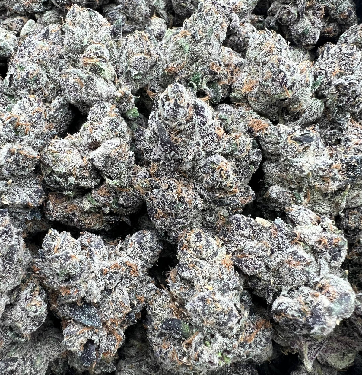 BLACK DAHLIA [1500]