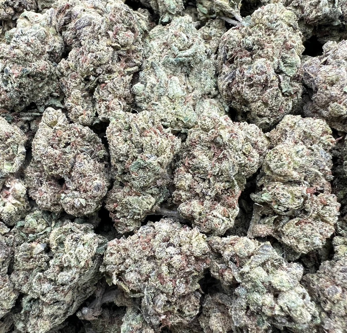 APPLE GRUNTZ [500]