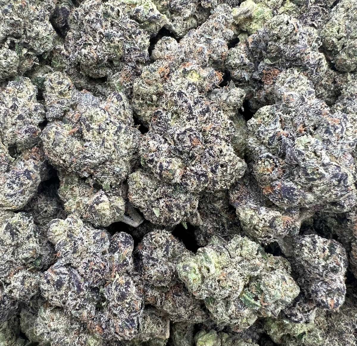 PURPLE GUMBO [900]