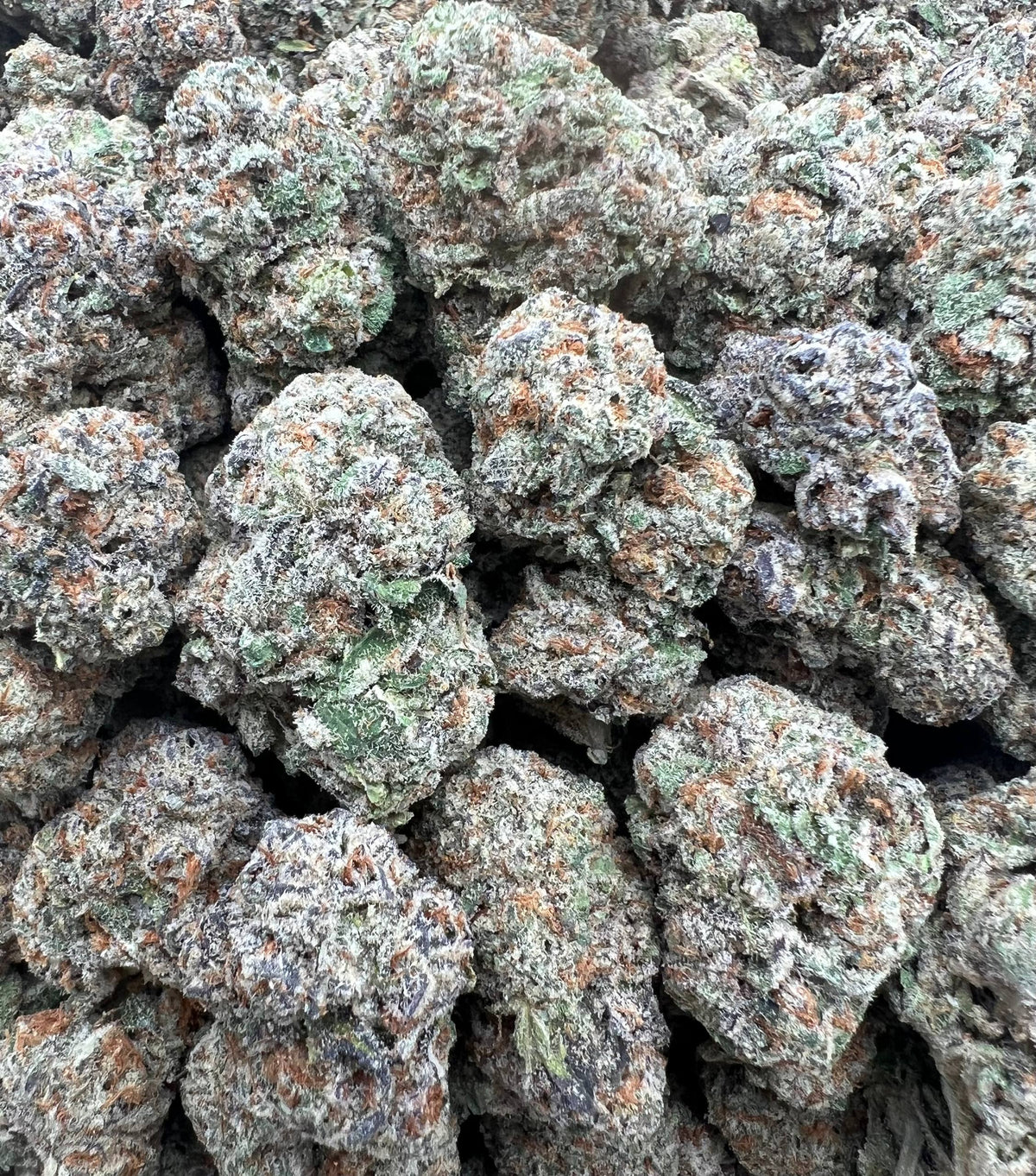 BLUE NERDZ [750]