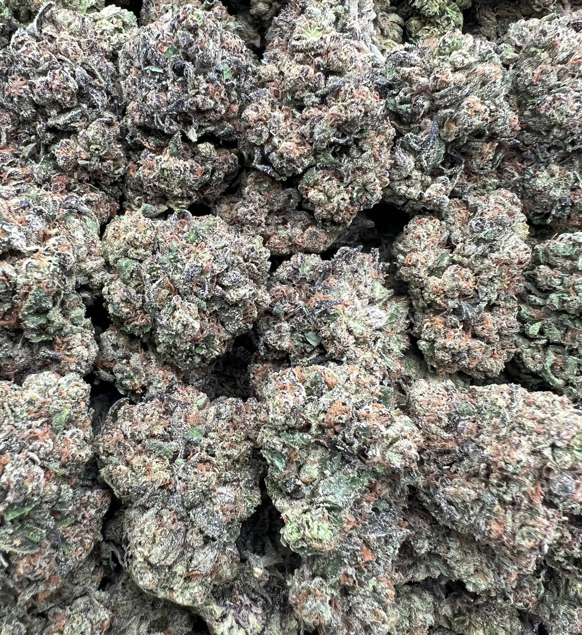 PINK CHERRY RUNTZ [475]