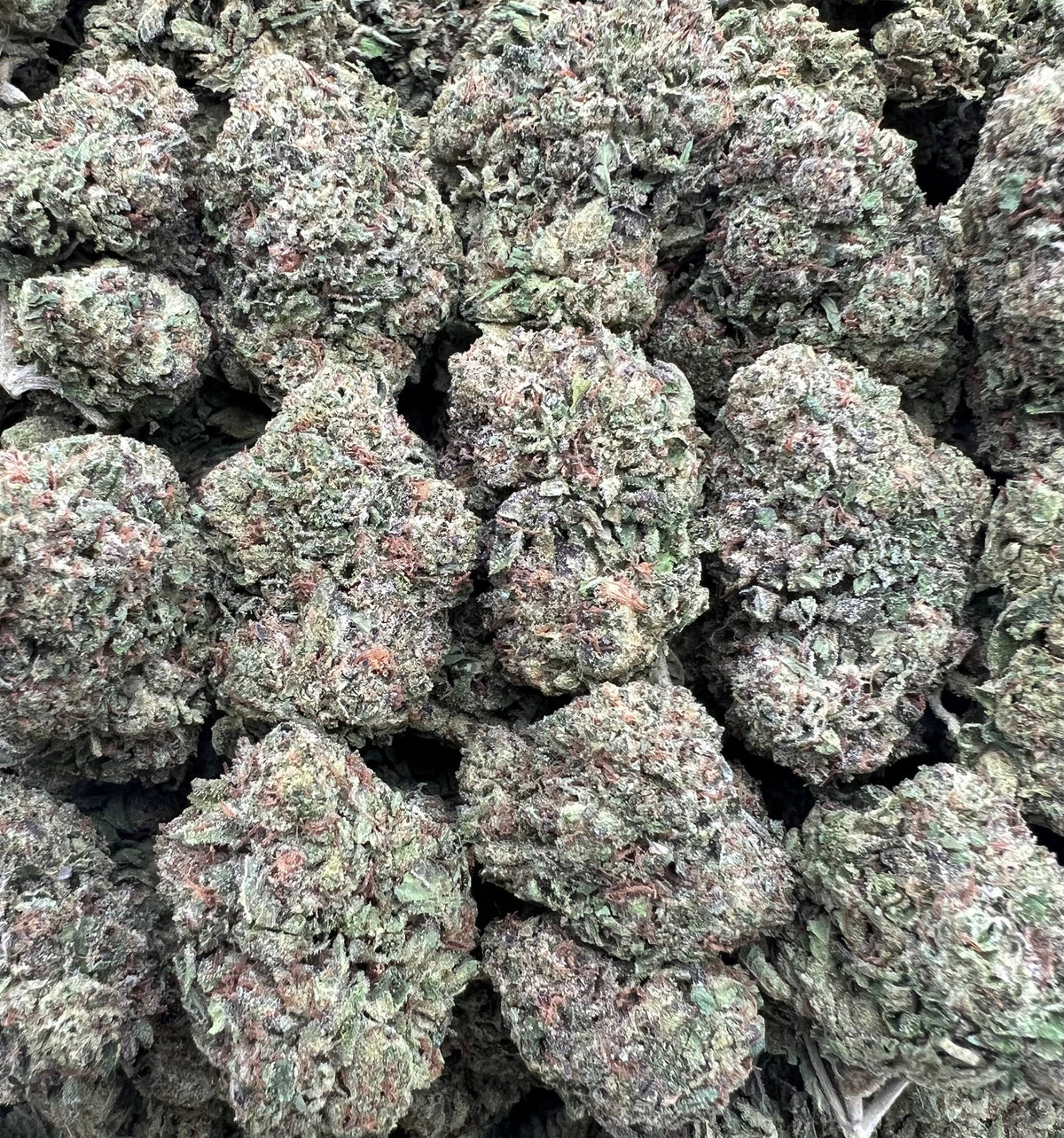 RAINBOW ZOURS [375]