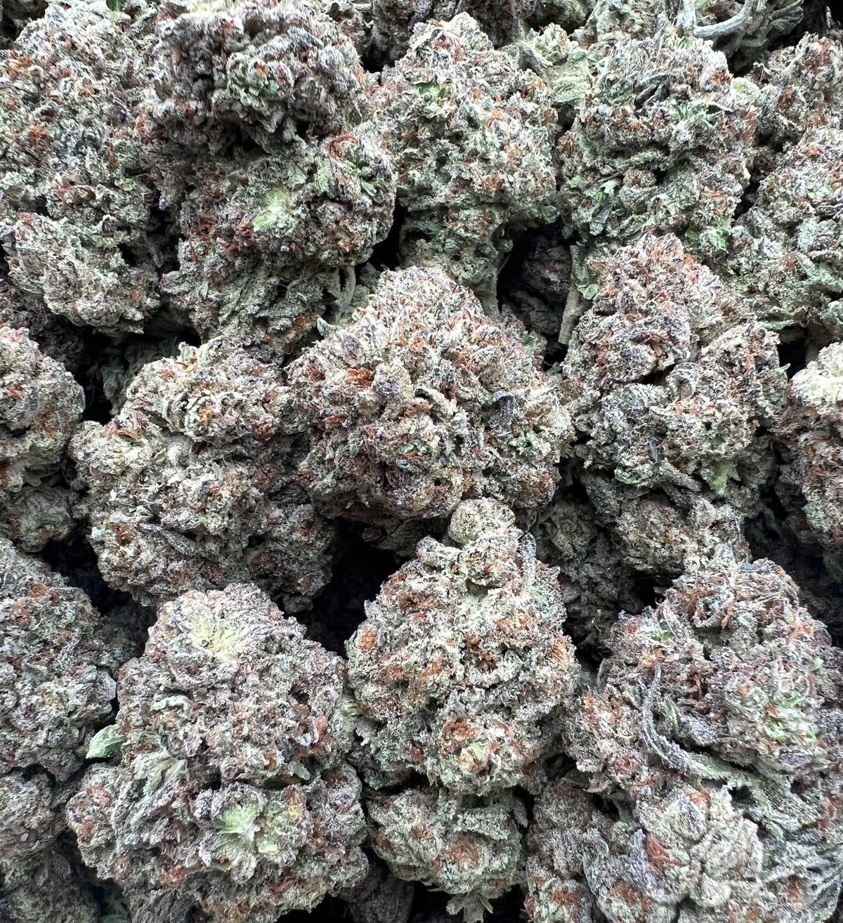 WHITE FROST [375]