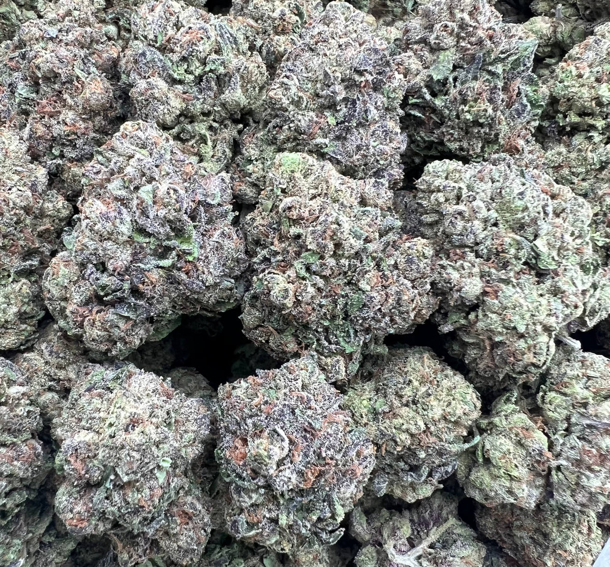 WHITE PLUM RUNTZ [475]