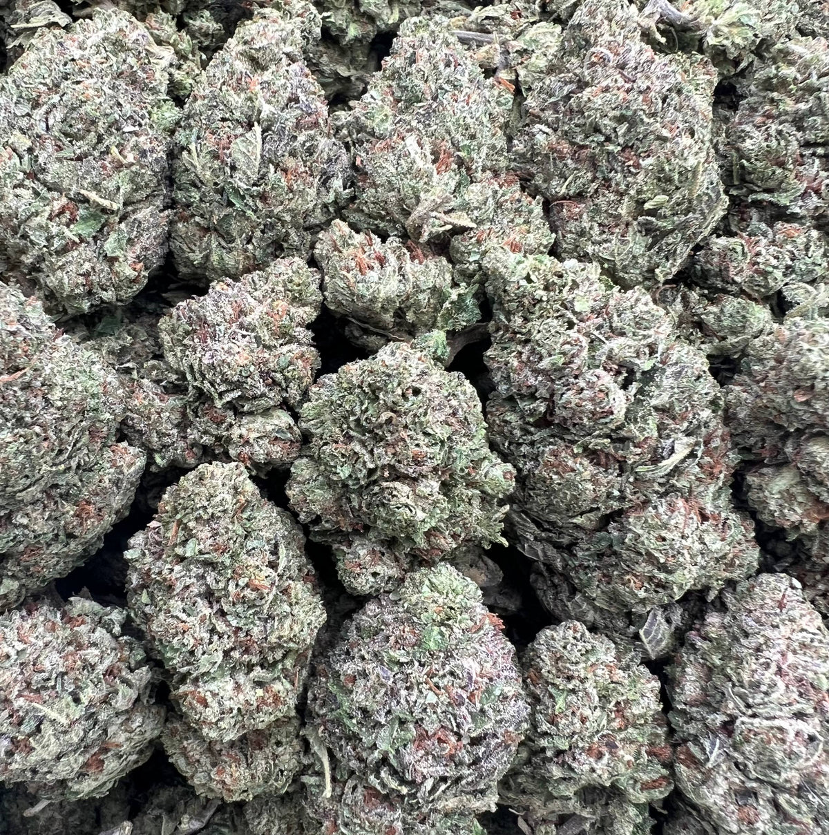 ZOUR CANDY [475]
