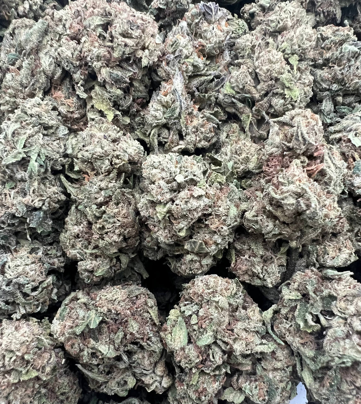 CANDY BUZZ [300]