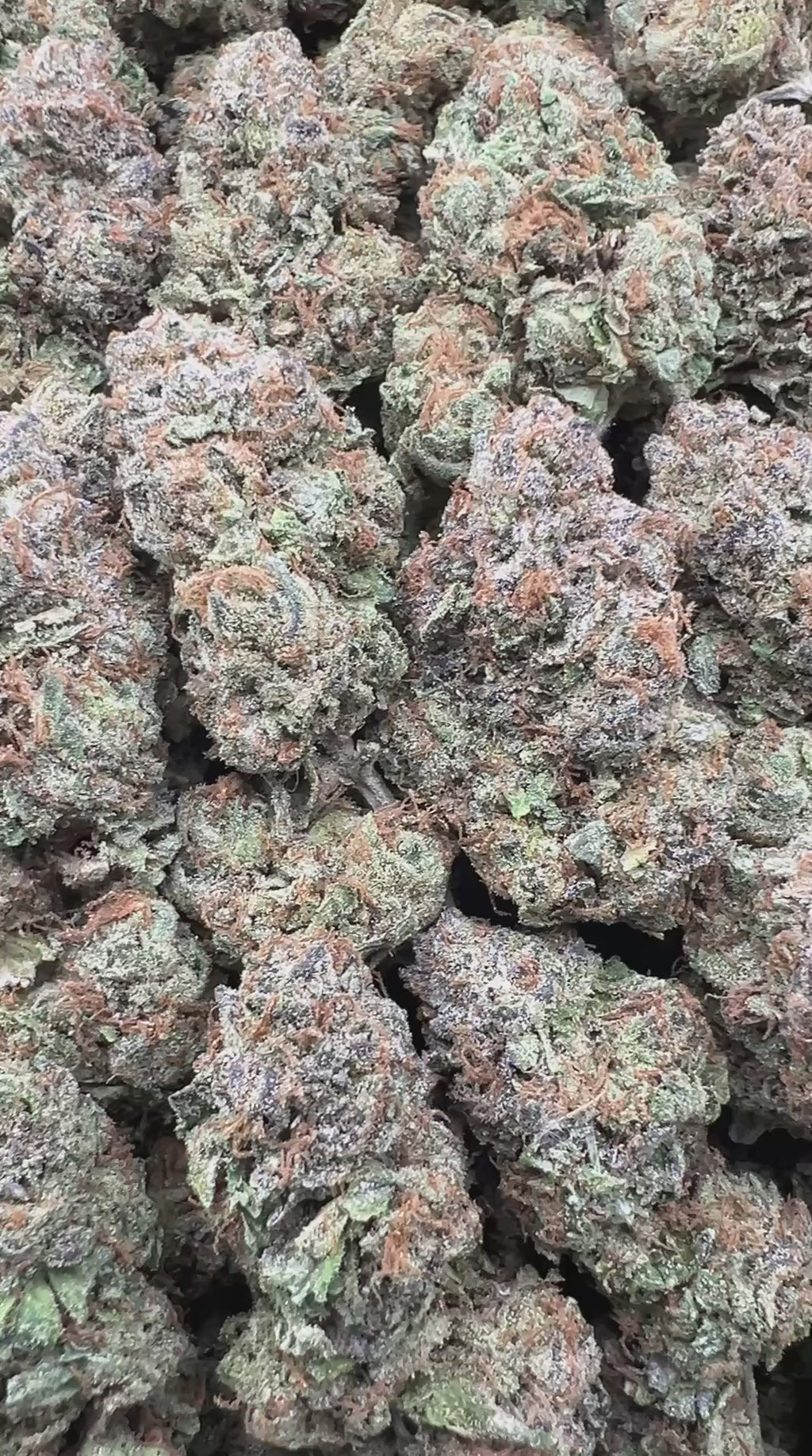 BLUE GELATO [700/800]