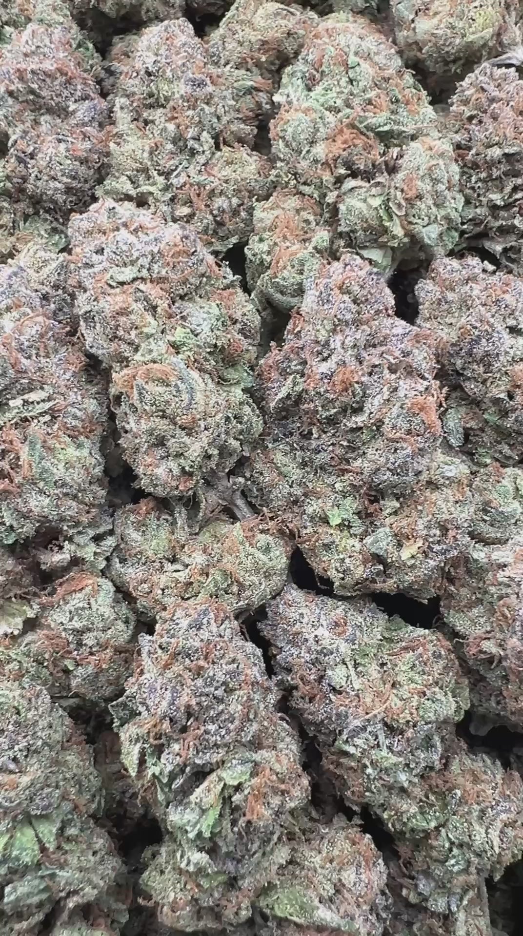 BLUE GELATO [700/800]
