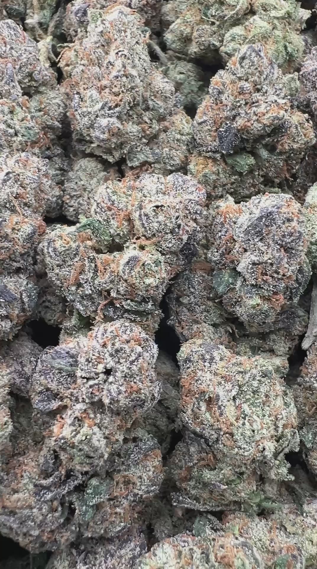 CANDY RUNTZ [800/900]