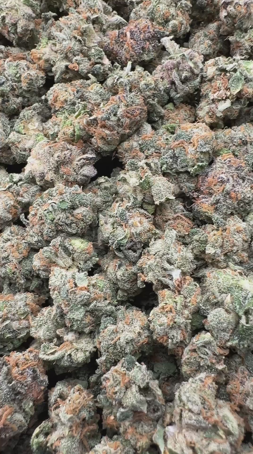 JR CANDY RUNTZ [700]