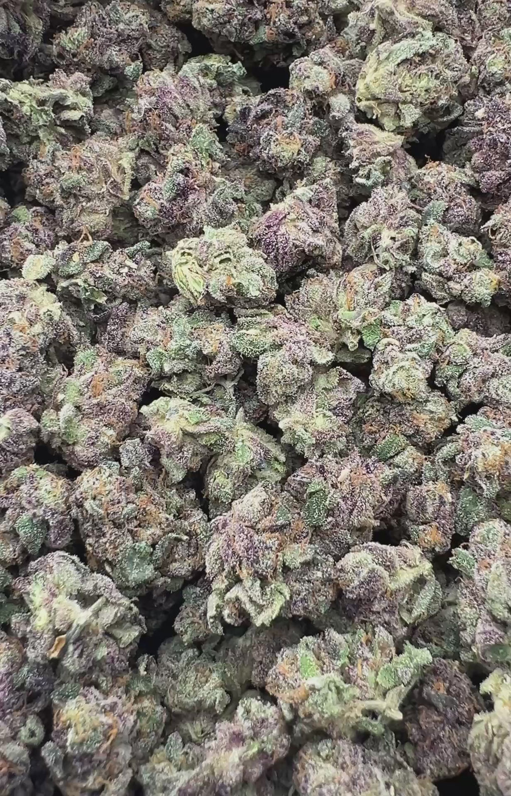 JR DELISH [700]